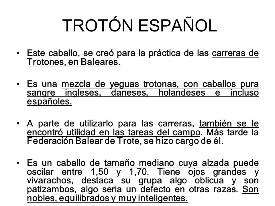 TROTÓN ESPAÑOL Este caballo, se creó para la práctica de las carreras de Trotones, en Baleares.