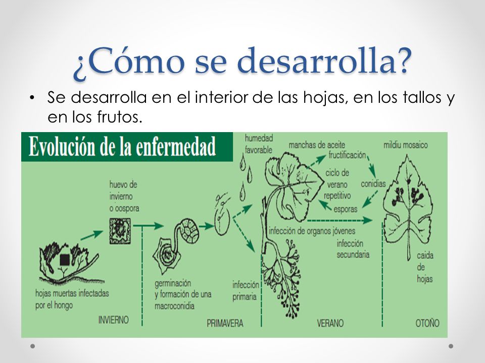 ¿Cómo se desarrolla Se desarrolla en el interior de las hojas, en los tallos y en los frutos.