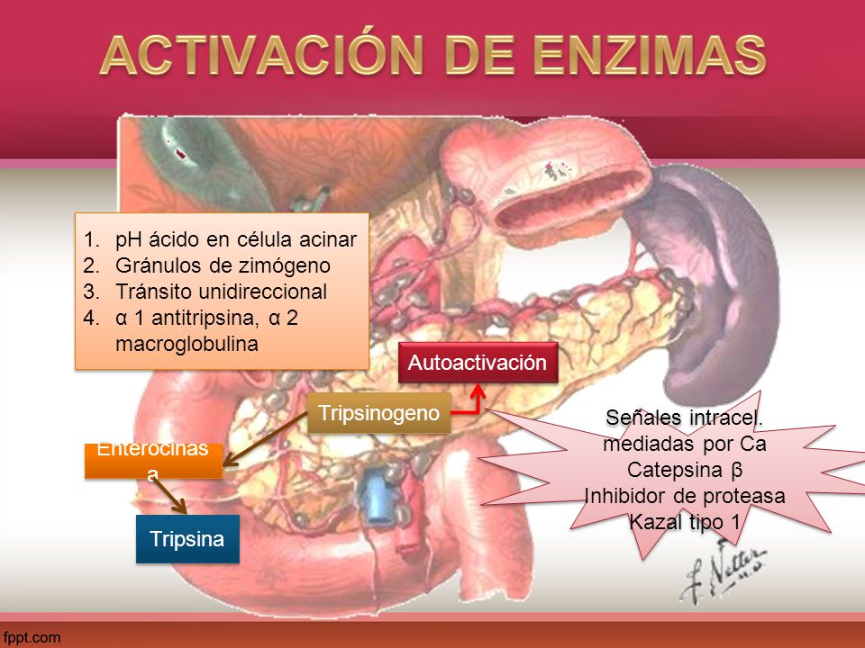 ACTIVACIÓN DE ENZIMAS pH ácido en célula acinar Gránulos de zimógeno