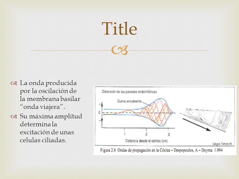Title La onda producida por la oscilación de la membrana basilar onda viajera .