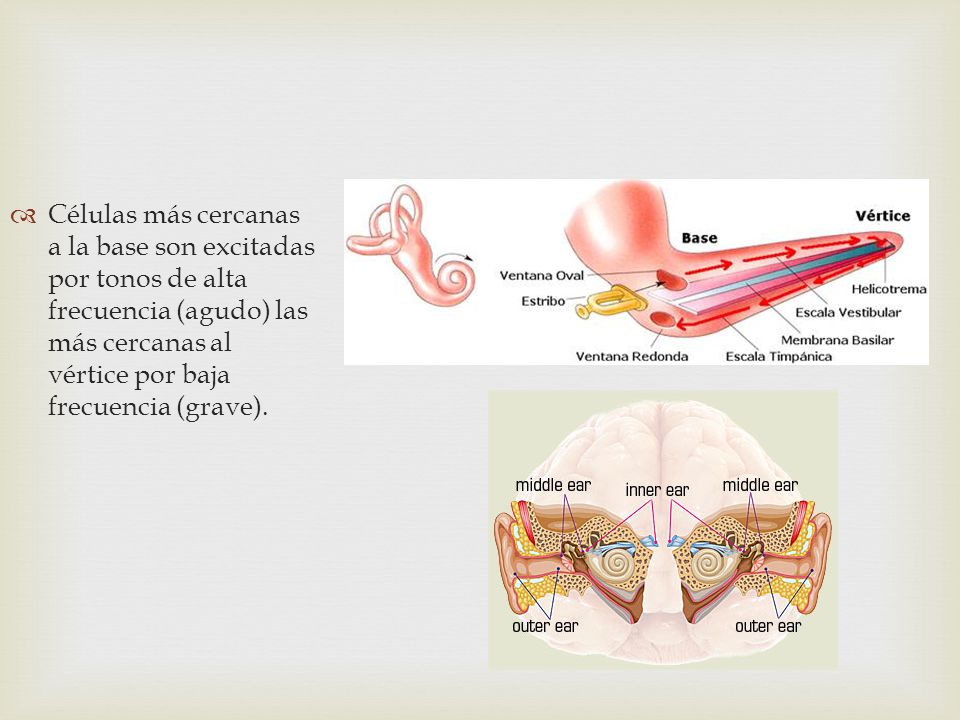 Células más cercanas a la base son excitadas por tonos de alta frecuencia (agudo) las más cercanas al vértice por baja frecuencia (grave).