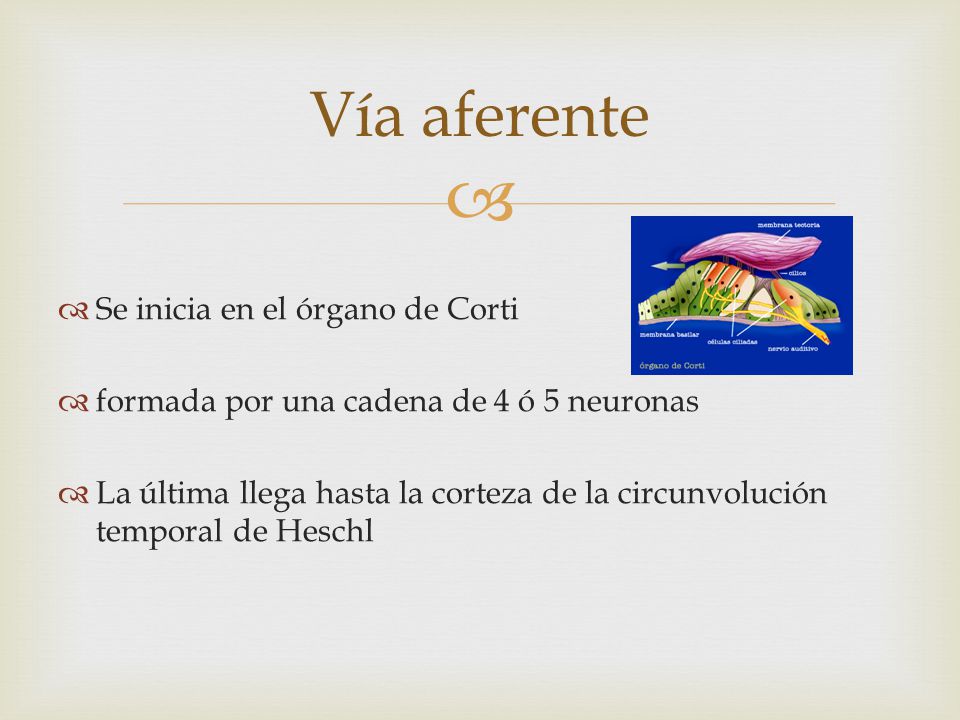Vía aferente Se inicia en el órgano de Corti