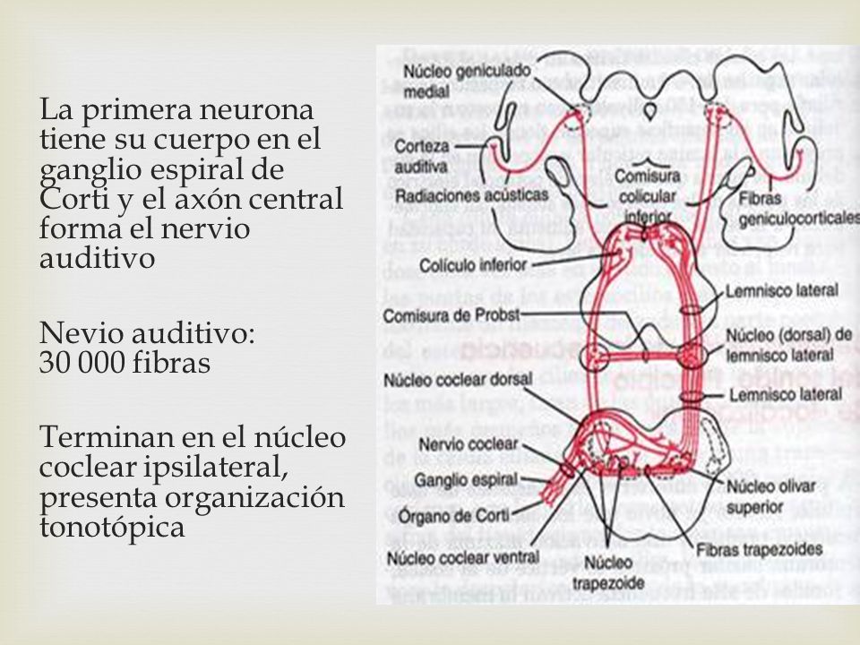 La primera neurona tiene su cuerpo en el ganglio espiral de Corti y el axón central forma el nervio auditivo