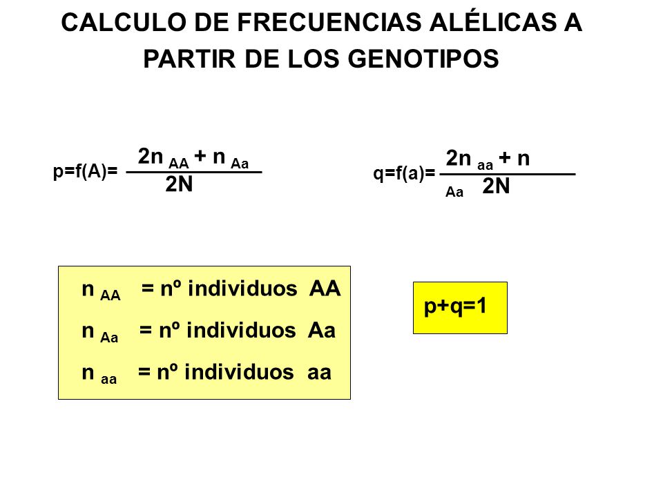CALCULO DE FRECUENCIAS ALÉLICAS A PARTIR DE LOS GENOTIPOS