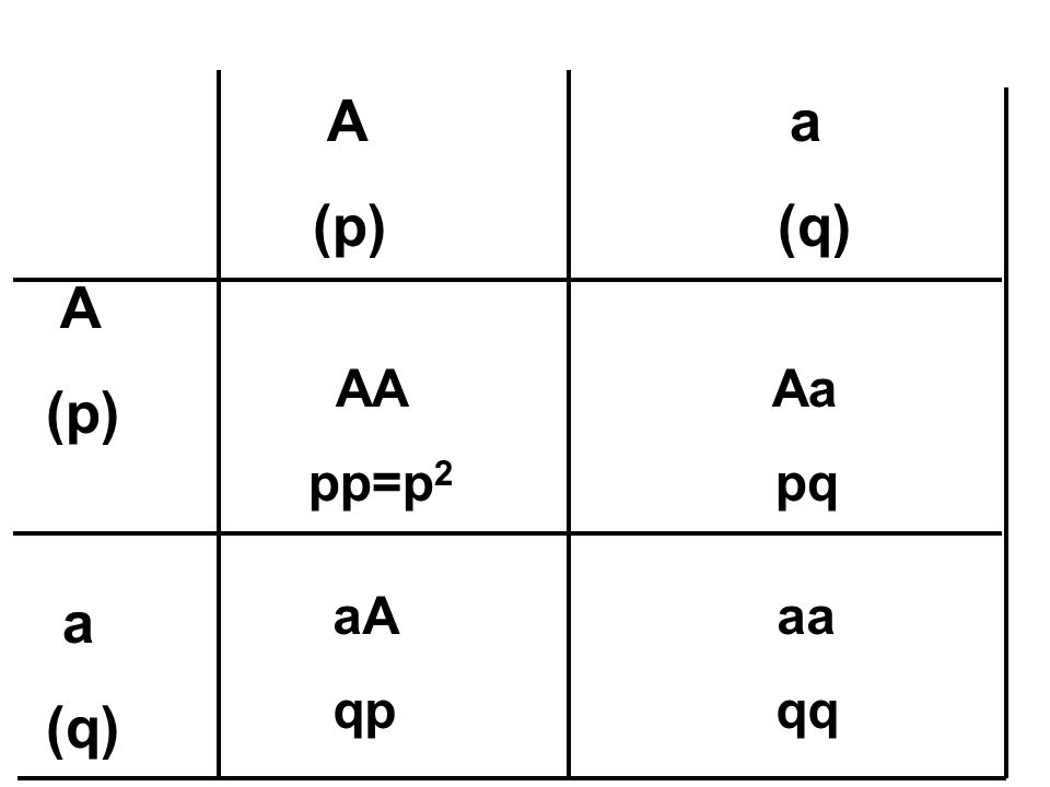 A a (p) (q) A. (p) a. (q) AA Aa.