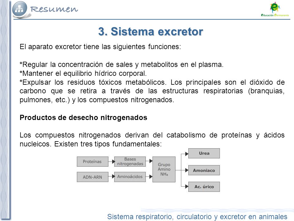 3. Sistema excretor El aparato excretor tiene las siguientes funciones: *Regular la concentración de sales y metabolitos en el plasma.