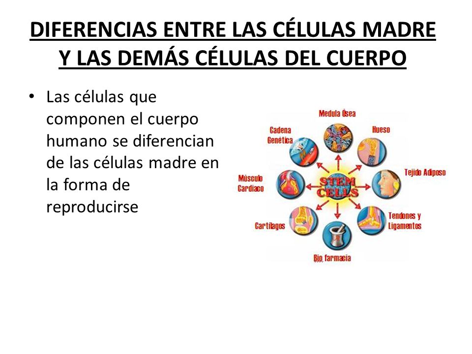 DIFERENCIAS ENTRE LAS CÉLULAS MADRE Y LAS DEMÁS CÉLULAS DEL CUERPO