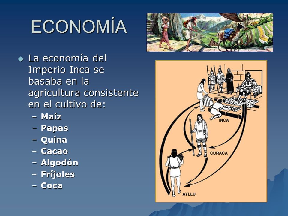 ECONOMÍA La economía del Imperio Inca se basaba en la agricultura consistente en el cultivo de: Maíz.