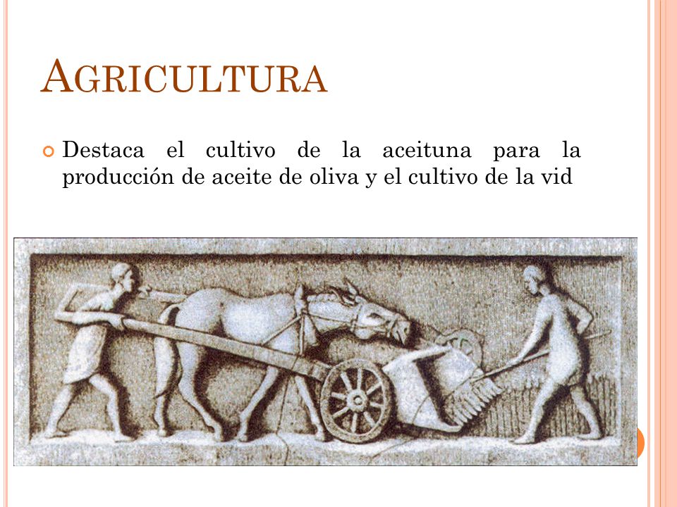 Agricultura Destaca el cultivo de la aceituna para la producción de aceite de oliva y el cultivo de la vid.
