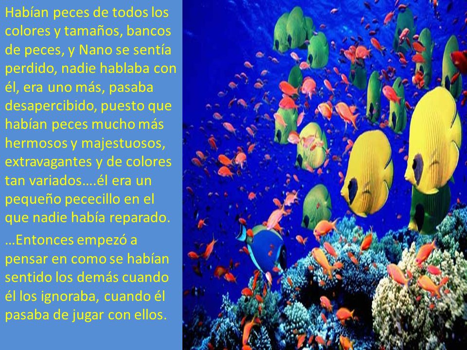 Habían peces de todos los colores y tamaños, bancos de peces, y Nano se sentía perdido, nadie hablaba con él, era uno más, pasaba desapercibido, puesto que habían peces mucho más hermosos y majestuosos, extravagantes y de colores tan variados….él era un pequeño pececillo en el que nadie había reparado.
