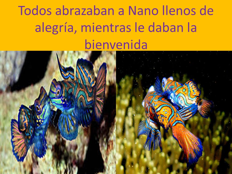 Todos abrazaban a Nano llenos de alegría, mientras le daban la bienvenida