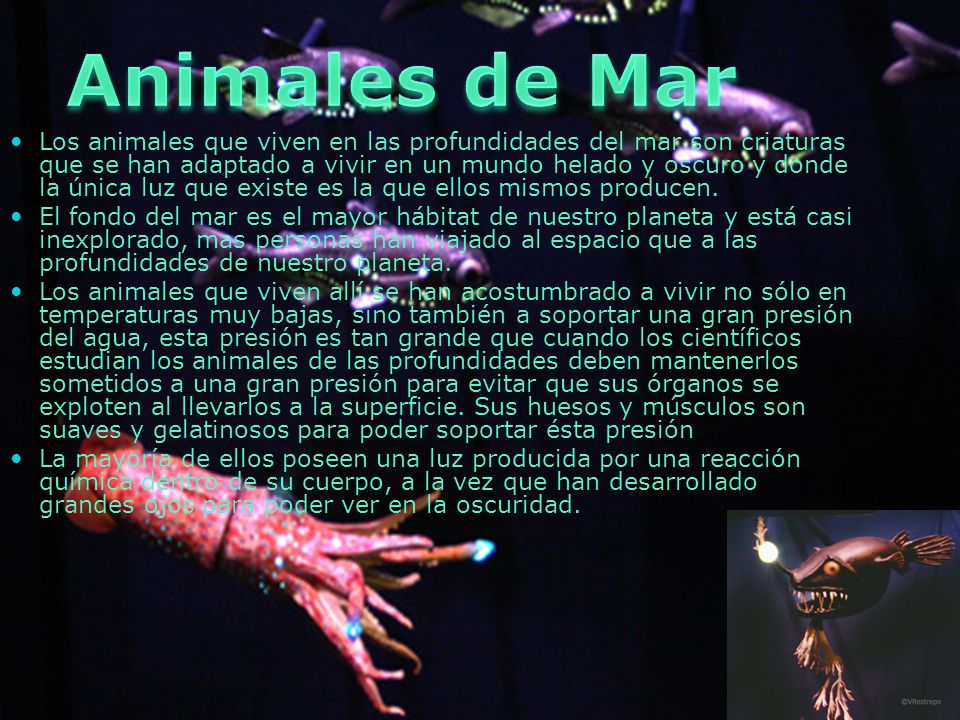 Animales de Mar Tipos De Animales.