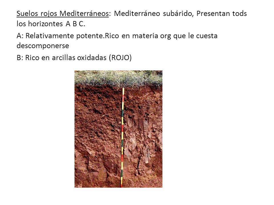 Suelos rojos Mediterráneos: Mediterráneo subárido, Presentan tods los horizontes A B C.