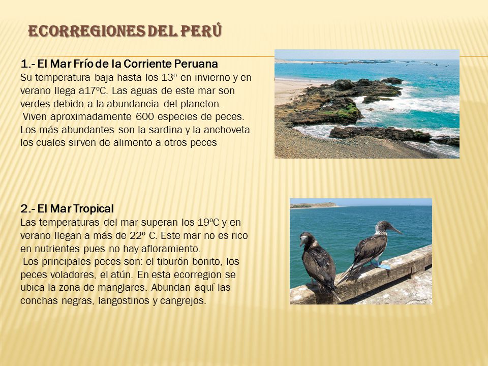 ECORREGIONES DEL PERÚ 1.- El Mar Frío de la Corriente Peruana