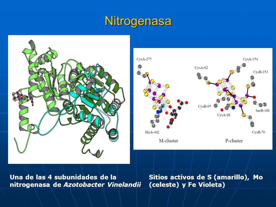 Nitrogenasa Una de las 4 subunidades de la nitrogenasa de Azotobacter Vinelandii.