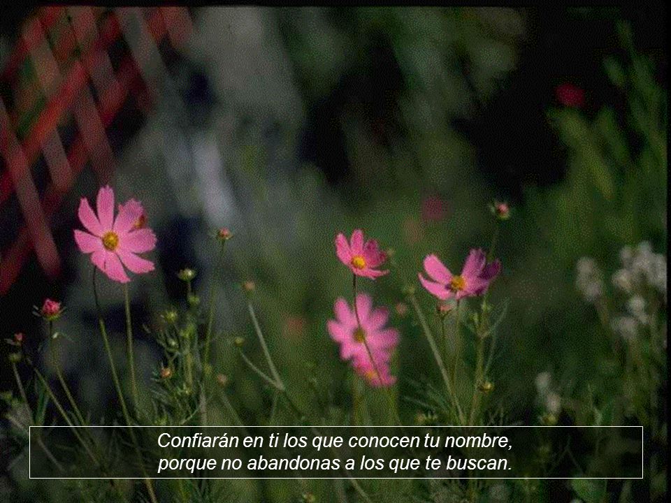 Confiarán en ti los que conocen tu nombre, porque no abandonas a los que te buscan.