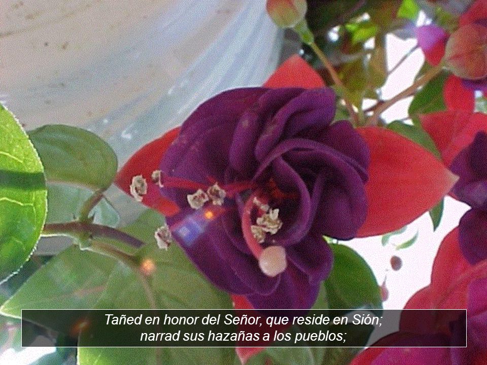 Tañed en honor del Señor, que reside en Sión; narrad sus hazañas a los pueblos;