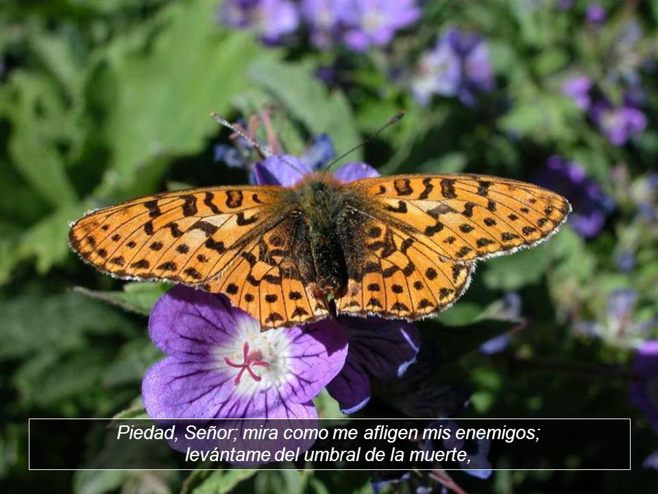 Piedad, Señor; mira como me afligen mis enemigos; levántame del umbral de la muerte,