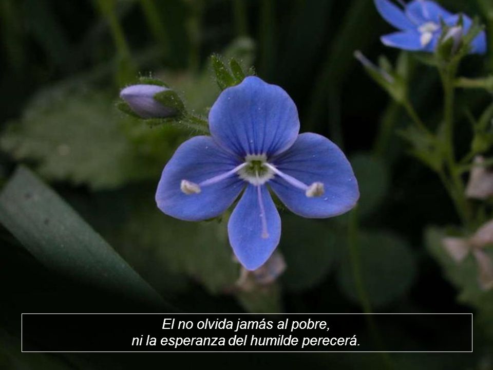 El no olvida jamás al pobre, ni la esperanza del humilde perecerá.