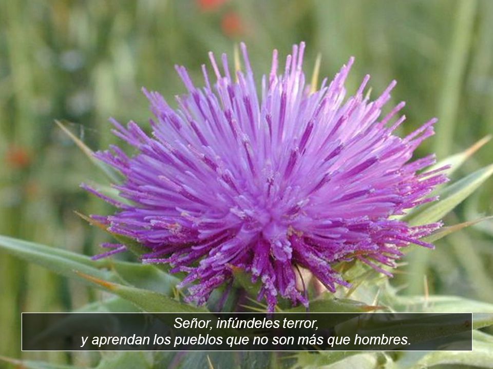 Señor, infúndeles terror, y aprendan los pueblos que no son más que hombres.
