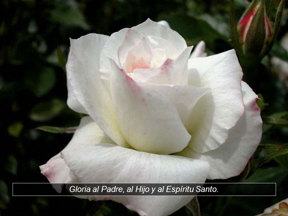 Gloria al Padre, al Hijo y al Espíritu Santo.