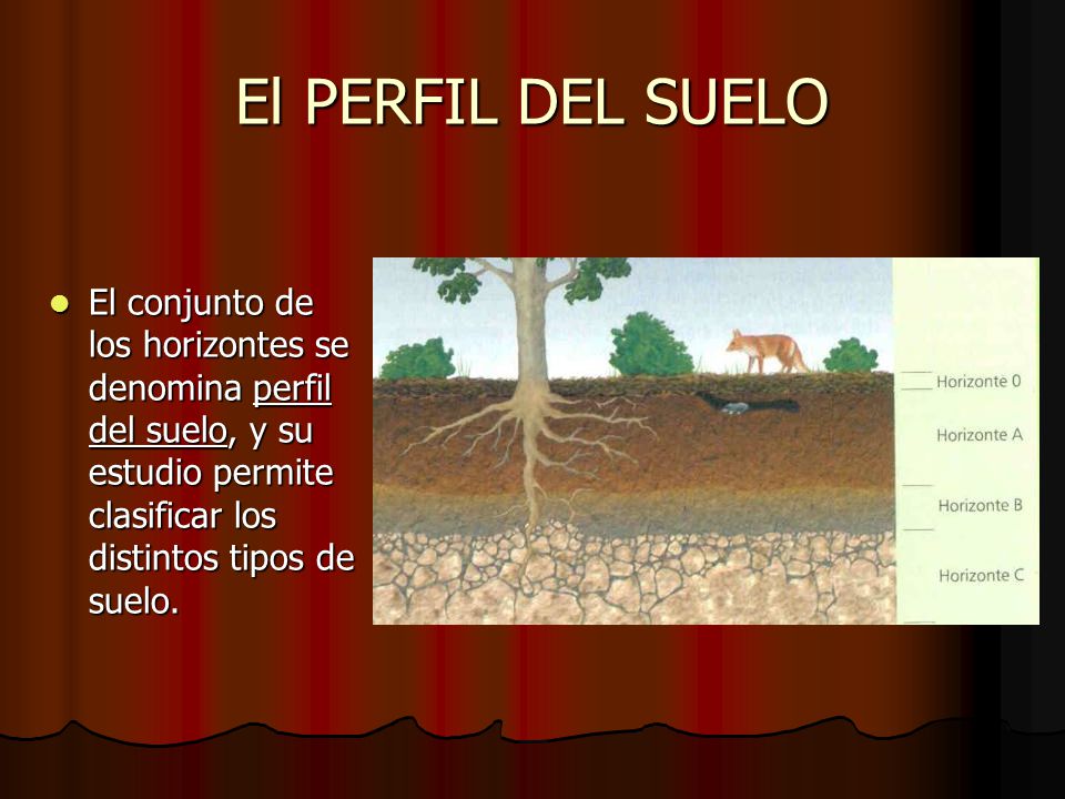 El PERFIL DEL SUELO El conjunto de los horizontes se denomina perfil del suelo, y su estudio permite clasificar los distintos tipos de suelo.