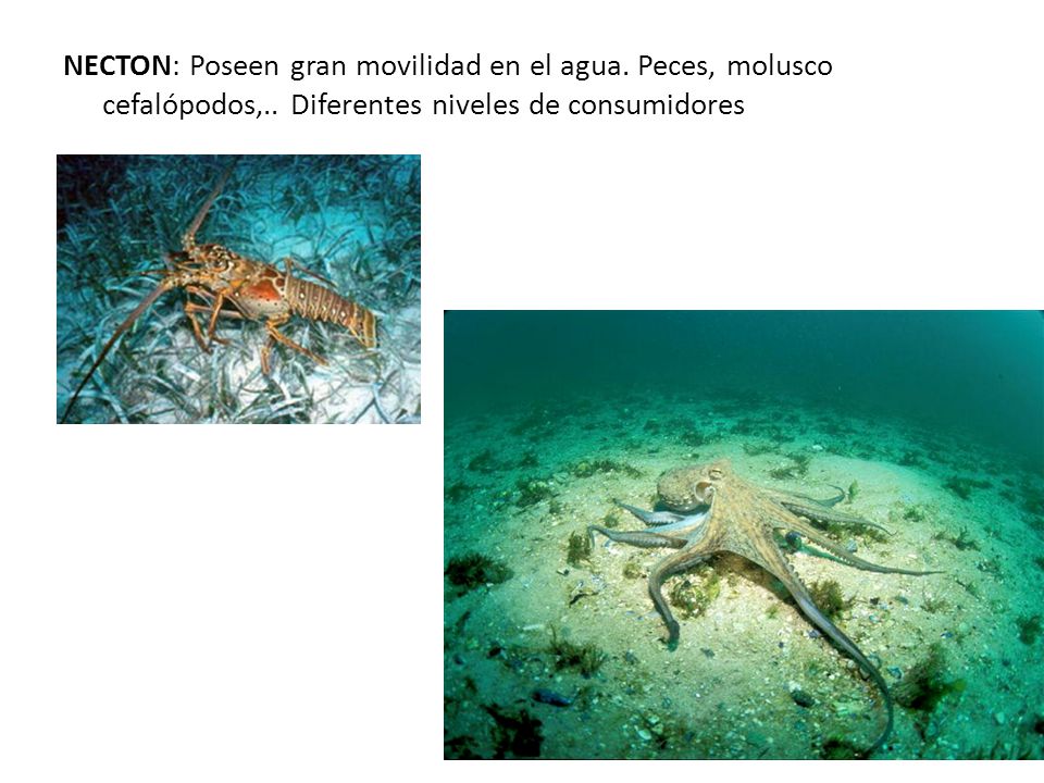NECTON: Poseen gran movilidad en el agua. Peces, molusco cefalópodos,