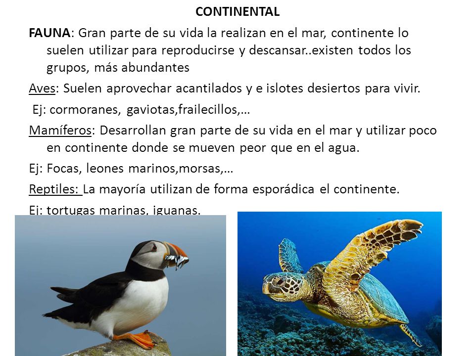CONTINENTAL FAUNA: Gran parte de su vida la realizan en el mar, continente lo suelen utilizar para reproducirse y descansar..existen todos los grupos, más abundantes Aves: Suelen aprovechar acantilados y e islotes desiertos para vivir.