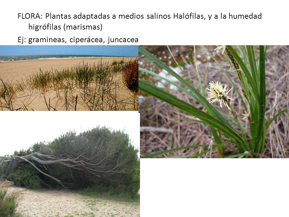 FLORA: Plantas adaptadas a medios salinos Halófilas, y a la humedad higrófilas (marismas) Ej: gramineas, ciperácea, juncacea
