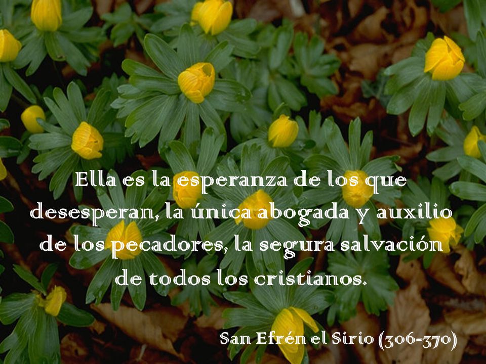 Ella es la esperanza de los que desesperan, la única abogada y auxilio de los pecadores, la segura salvación de todos los cristianos.