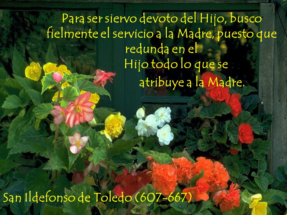 Para ser siervo devoto del Hijo, busco fielmente el servicio a la Madre, puesto que redunda en el