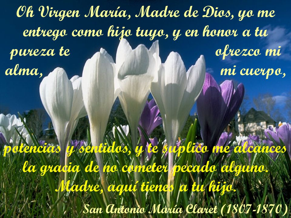 Oh Virgen María, Madre de Dios, yo me entrego como hijo tuyo, y en honor a tu pureza te ofrezco mi alma, mi cuerpo,