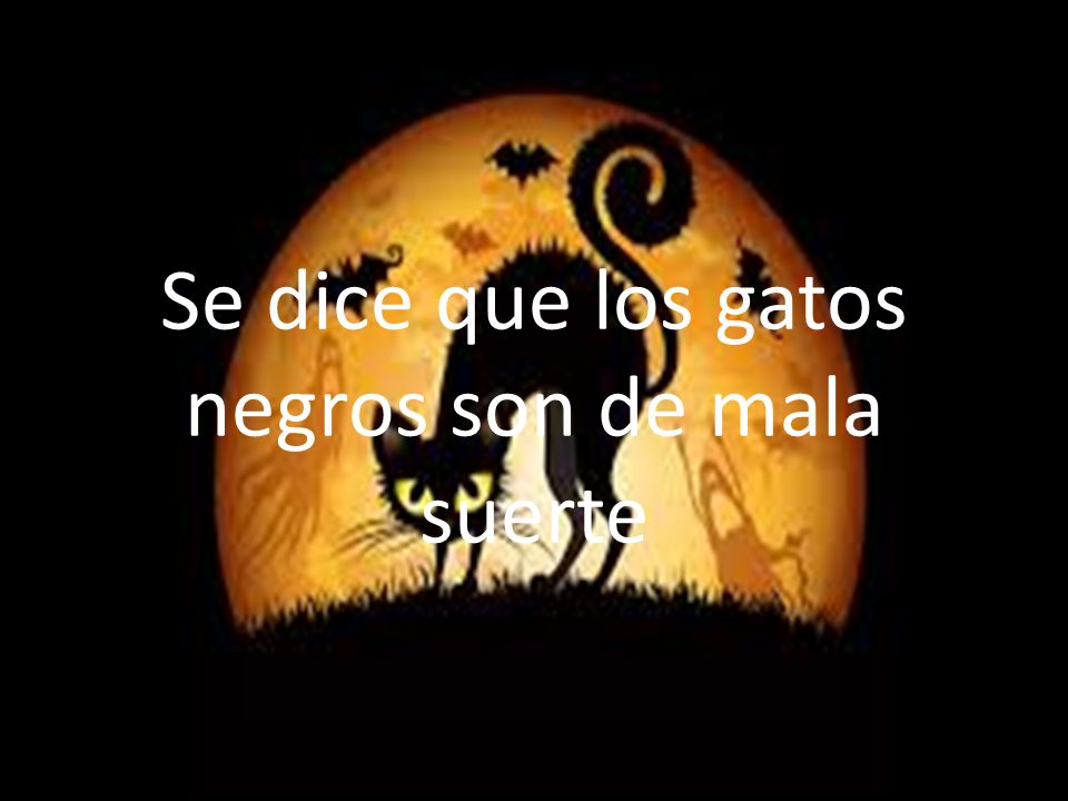 Se dice que los gatos negros son de mala suerte