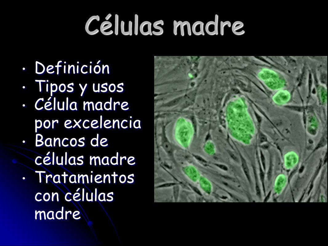 Células madre Definición Tipos y usos Célula madre por excelencia