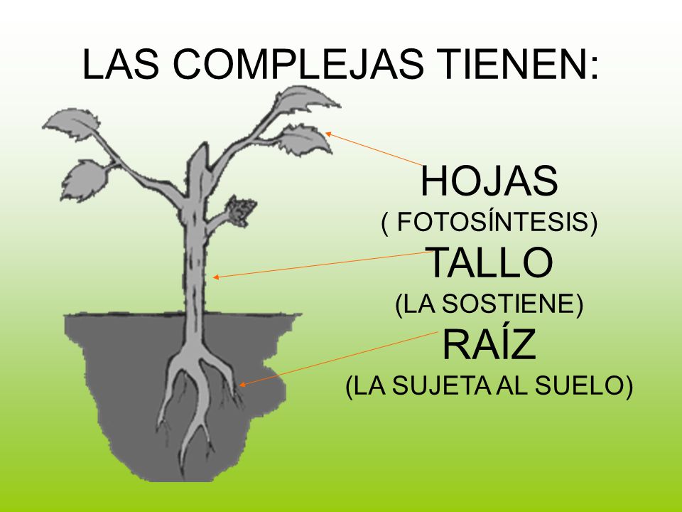 HOJAS ( FOTOSÍNTESIS) TALLO (LA SOSTIENE) RAÍZ (LA SUJETA AL SUELO)
