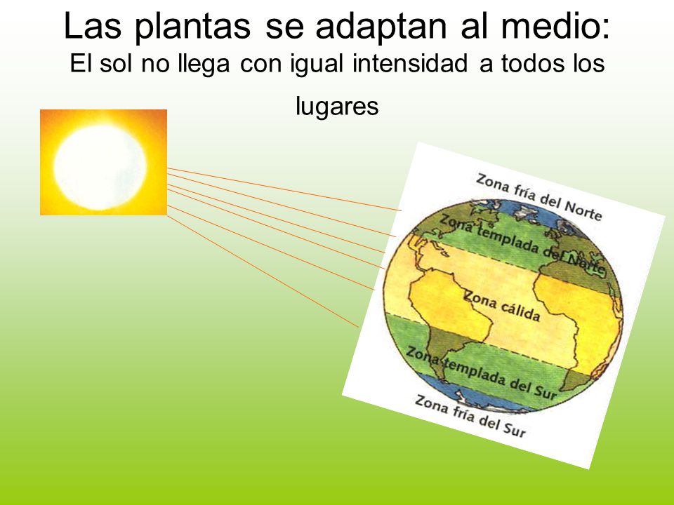 Las plantas se adaptan al medio: El sol no llega con igual intensidad a todos los lugares