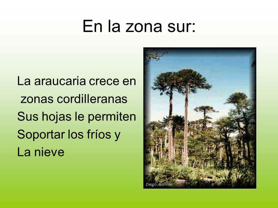 En la zona sur: La araucaria crece en zonas cordilleranas