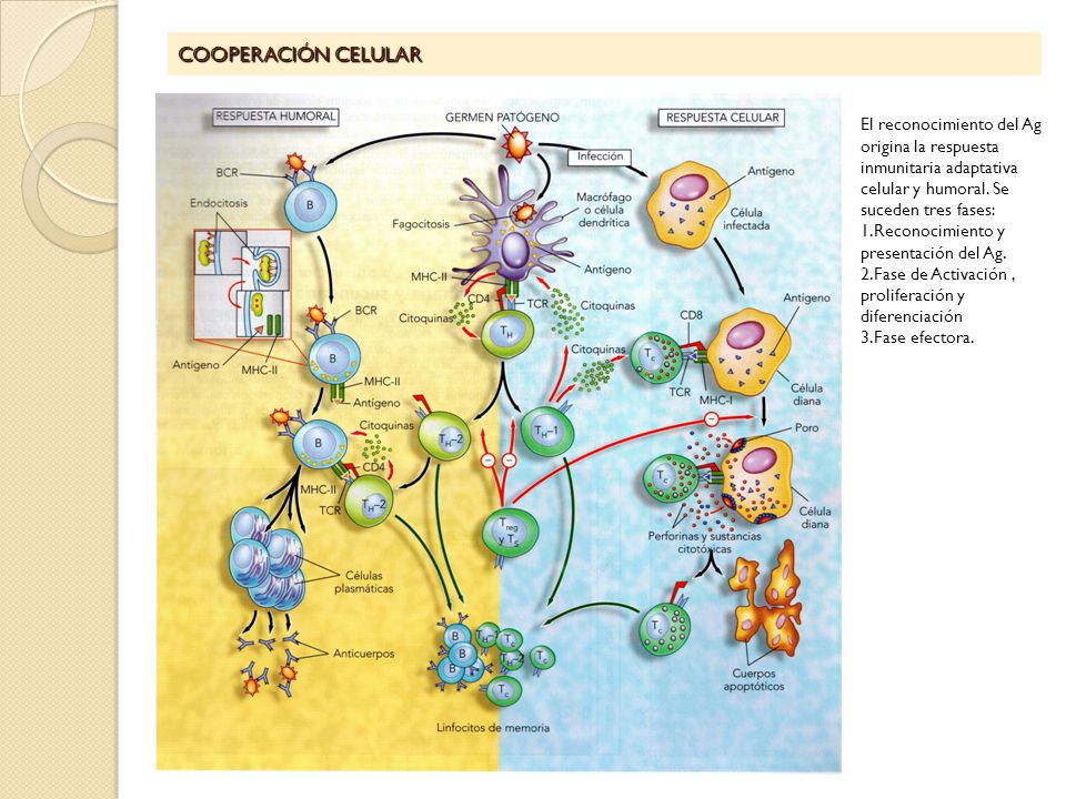 COOPERACIÓN CELULAR El reconocimiento del Ag origina la respuesta inmunitaria adaptativa celular y humoral. Se suceden tres fases: