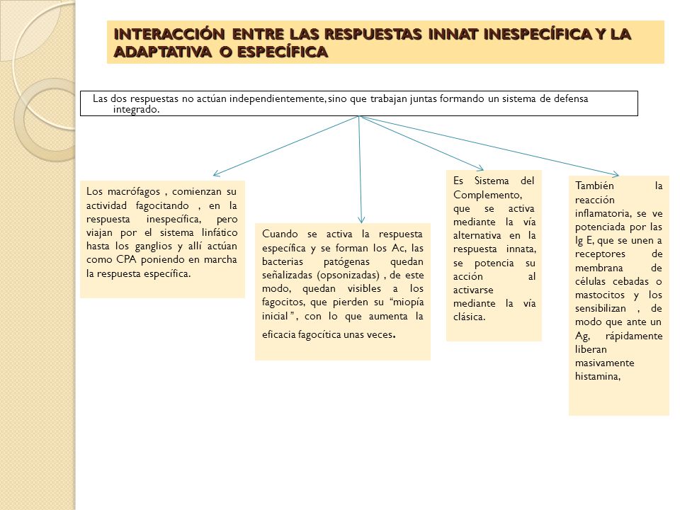 INTERACCIÓN ENTRE LAS RESPUESTAS INNAT INESPECÍFICA Y LA ADAPTATIVA O ESPECÍFICA