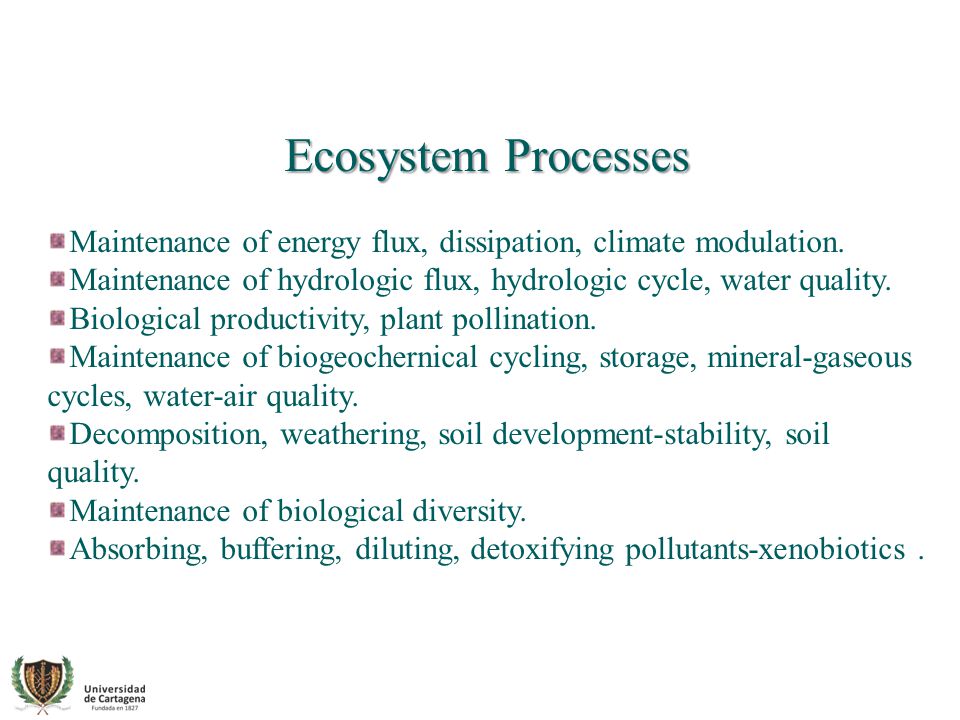 Ecosystem Processes Maintenance of energy flux, dissipation, climate modulation. Maintenance of hydrologic flux, hydrologic cycle, water quality.