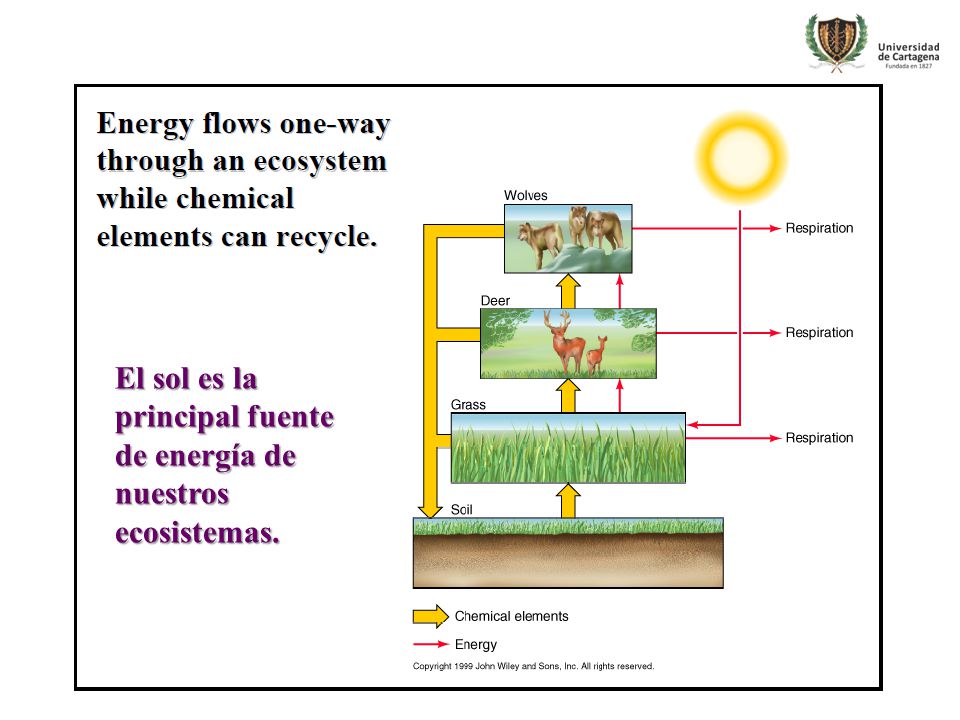 El sol es la principal fuente de energía de nuestros ecosistemas.