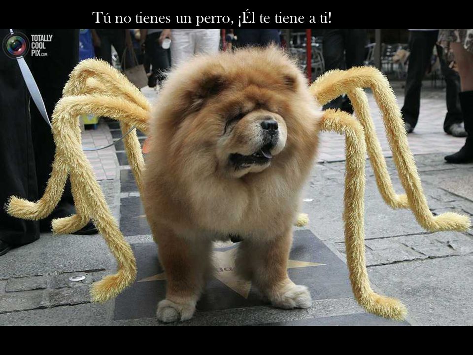 Tú no tienes un perro, ¡Él te tiene a ti!