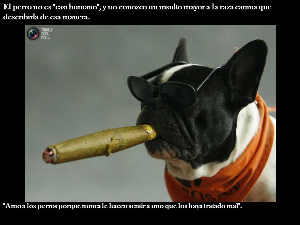 El perro no es casi humano , y no conozco un insulto mayor a la raza canina que describirla de esa manera.