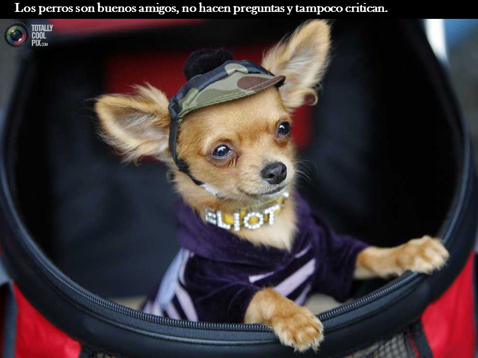 Los perros son buenos amigos, no hacen preguntas y tampoco critican.