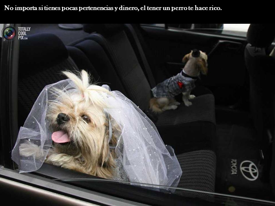 No importa si tienes pocas pertenencias y dinero, el tener un perro te hace rico.