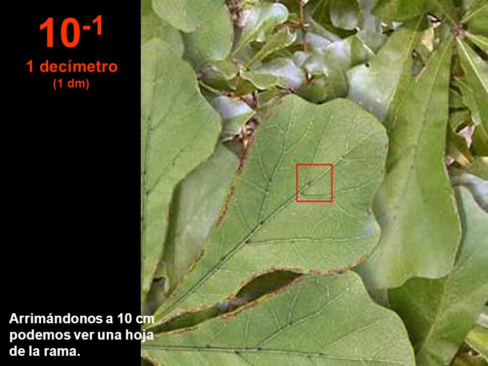 decímetro Arrimándonos a 10 cm podemos ver una hoja de la rama.