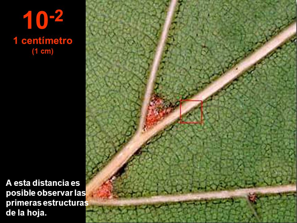 centímetro (1 cm) A esta distancia es posible observar las primeras estructuras de la hoja.