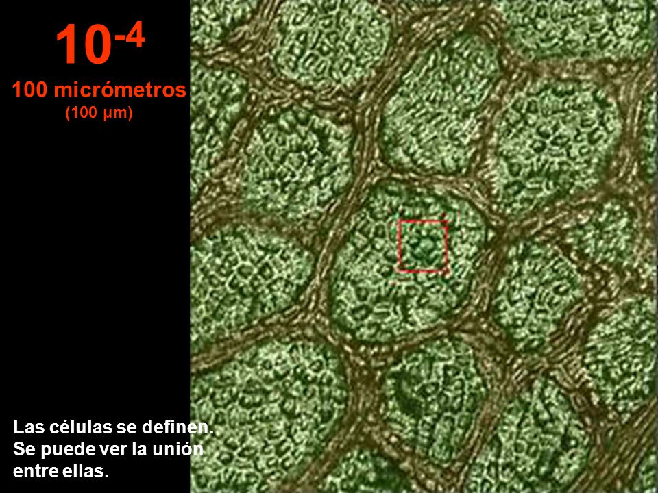 micrómetros (100 μm) Las células se definen. Se puede ver la unión entre ellas.