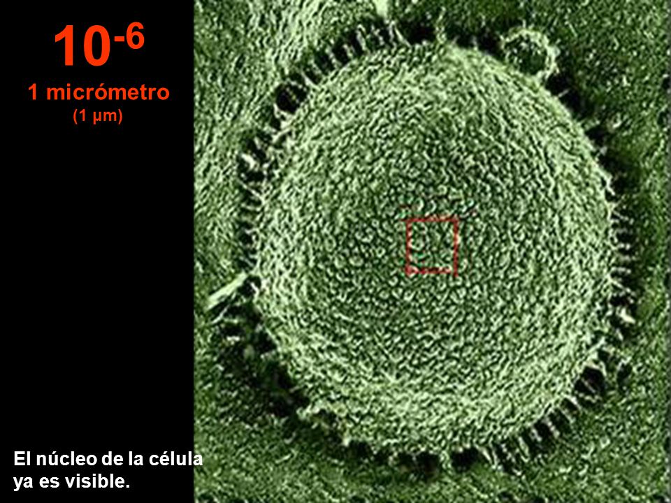 micrómetro (1 μm) El núcleo de la célula ya es visible.