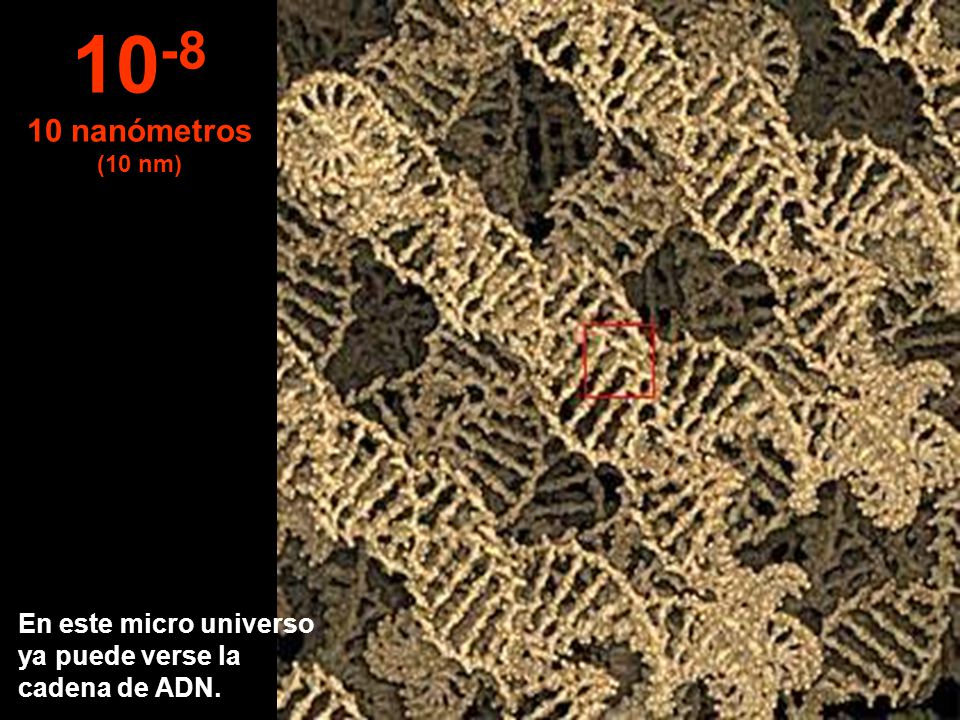 nanómetros (10 nm) En este micro universo ya puede verse la cadena de ADN.
